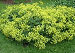 Image result for Alchemilla mollis