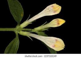 Attēlu rezultāti vaicājumam “Melampyrum pratense bud”