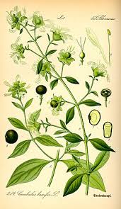 Attēlu rezultāti vaicājumam “Silene baccifera leaf”