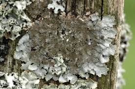 Attēlu rezultāti vaicājumam “Parmelina tiliacea”