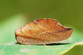 Attēlu rezultāti vaicājumam “Hemerobiidae”