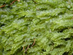 Attēlu rezultāti vaicājumam “Harpanthus scutatus”