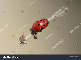 Attēlu rezultāti vaicājumam “Gonioctena”