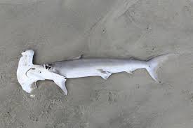 Image result for Sphyrna zygaena