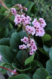 Attēlu rezultāti vaicājumam “Bergenia crassifolia flower”