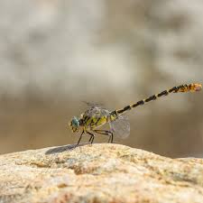 Attēlu rezultāti vaicājumam “Onychogomphus forcipatus”