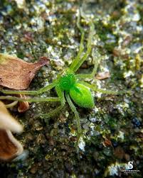 Attēlu rezultāti vaicājumam “Micrommata virescens”