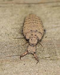 Attēlu rezultāti vaicājumam “Myrmeleontidae”