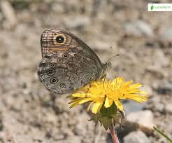 Attēlu rezultāti vaicājumam “Lasiommata maera upperside”