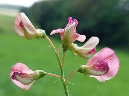 Attēlu rezultāti vaicājumam “Lathyrus sylvestris flower”