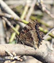 Attēlu rezultāti vaicājumam “Nymphalis xanthomelas upperside”