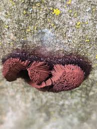 Attēlu rezultāti vaicājumam “Diderma chondrioderma macro”