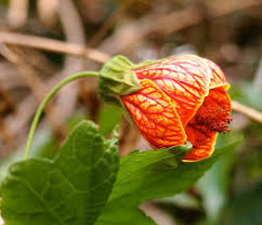 Attēlu rezultāti vaicājumam “Physalis alkekengi flower”