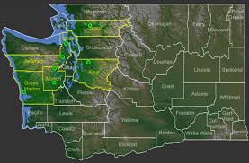 Attēlu rezultāti vaicājumam “Perenniporia subacida”