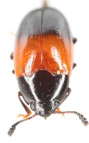 Attēlu rezultāti vaicājumam “Erotylidae”