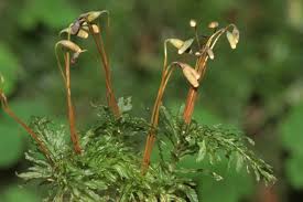 Attēlu rezultāti vaicājumam “Plagiomnium undulatum”