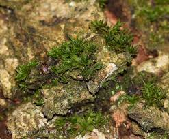 Attēlu rezultāti vaicājumam “Syntrichia papillosa”