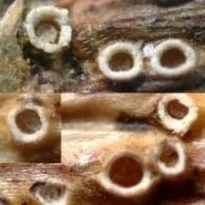 Attēlu rezultāti vaicājumam “Stictis”