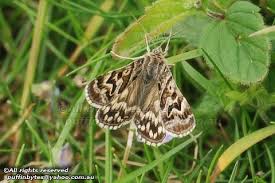 Attēlu rezultāti vaicājumam “Callistege mi”