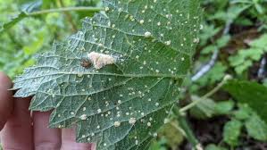 Attēlu rezultāti vaicājumam “Puccinia urticata”
