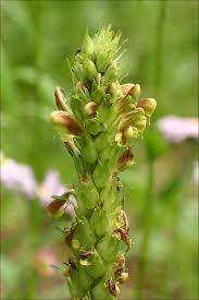 Attēlu rezultāti vaicājumam “Pedicularis palustris subsp. opsiantha”