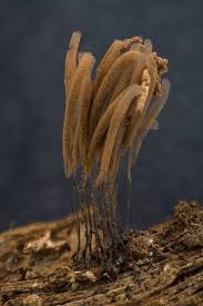 Attēlu rezultāti vaicājumam “Stemonitis axifera”