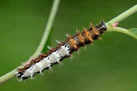 Attēlu rezultāti vaicājumam “Polygonia c-album”