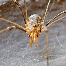 Attēlu rezultāti vaicājumam “Opiliones”