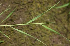 Attēlu rezultāti vaicājumam “Agrostis capillaris”