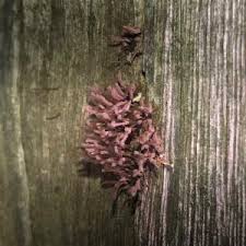 Attēlu rezultāti vaicājumam “Stemonitis axifera young”