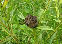 Attēlu rezultāti vaicājumam “Rhabdophaga rosaria”