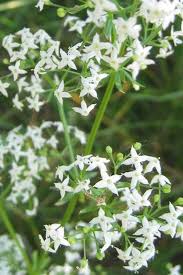 Attēlu rezultāti vaicājumam “Galium album flower”