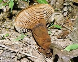 Attēlu rezultāti vaicājumam “Trichia alpina spores”