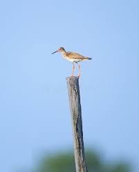 Attēlu rezultāti vaicājumam “Tringa totanus”