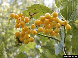 Attēlu rezultāti vaicājumam “Viburnum opulus fruit”