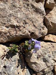 Image result for Campanula isophylla