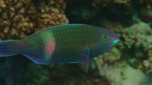 Image result for Scarus fuscopurpureus