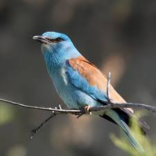 Attēlu rezultāti vaicājumam “Coracias garrulus adult”