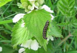 Attēlu rezultāti vaicājumam “Aphelia paleana larva”