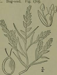 Attēlu rezultāti vaicājumam “Corispermum hyssopifolium fruit”