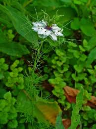Image result for Nigella damascena
