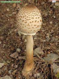 Attēlu rezultāti vaicājumam “Macrolepiota rhacodes”