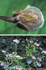 Attēlu rezultāti vaicājumam “Viola collina flower”