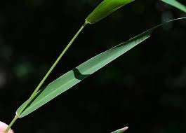 Attēlu rezultāti vaicājumam “Setaria viridis leaf”