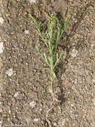 Attēlu rezultāti vaicājumam “Lepidium densiflorum bud”