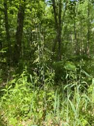 Attēlu rezultāti vaicājumam “Milium effusum”