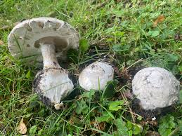 Attēlu rezultāti vaicājumam “Amanita strobiliformis”