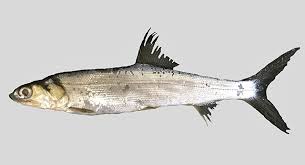 Image result for Elops saurus