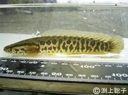 Image result for Channa argus