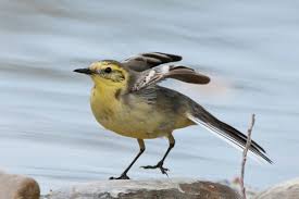 Attēlu rezultāti vaicājumam “Motacilla citreola male”